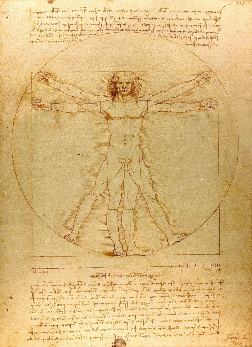 Hombre de Vitruvio en Detalle Leonardo da Vinci